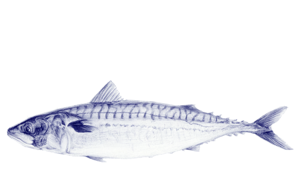 Concours_makreel_blue (3).png